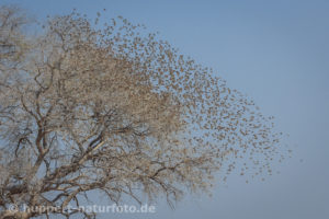 Vogelschwarm, Namibia